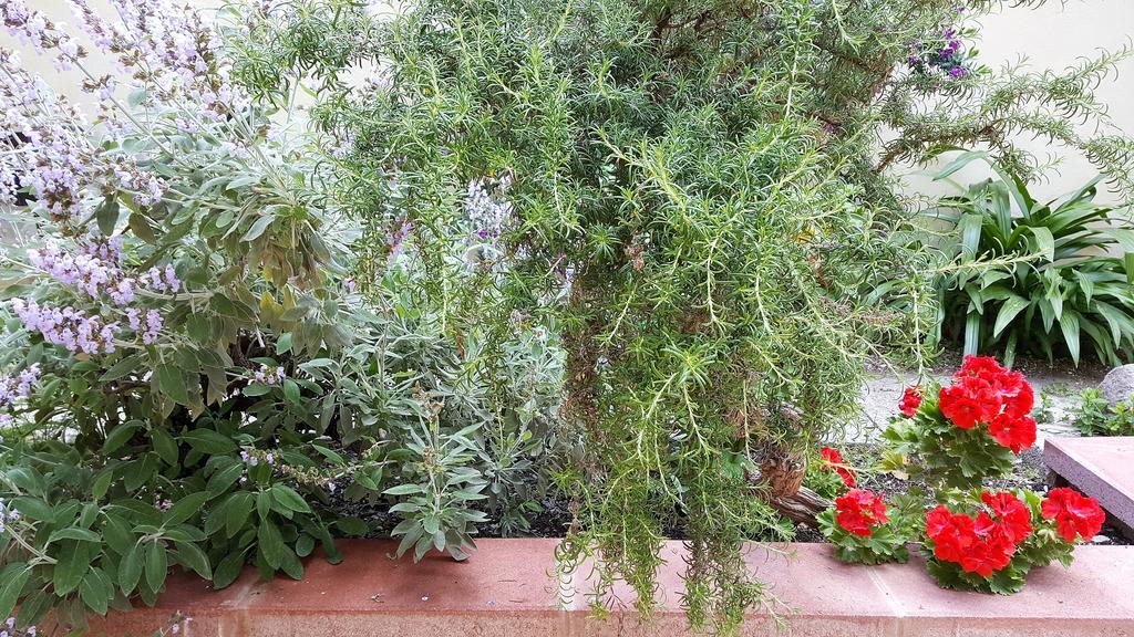 Il Giardino Del Nespolo Bed & Breakfast Alghero Exterior foto