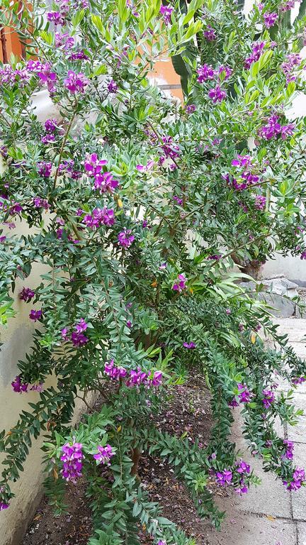 Il Giardino Del Nespolo Bed & Breakfast Alghero Exterior foto